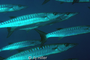 Giant barracuda on the prowl; Nikon D2X, Nikkor 105mm mic... by Aj Hiller 